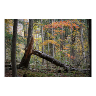 Póster Árvore Caída Antiga Floresta de Outono Paisagem Na