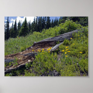 Póster Árvore Caída e Flores Silvestres da Montanha