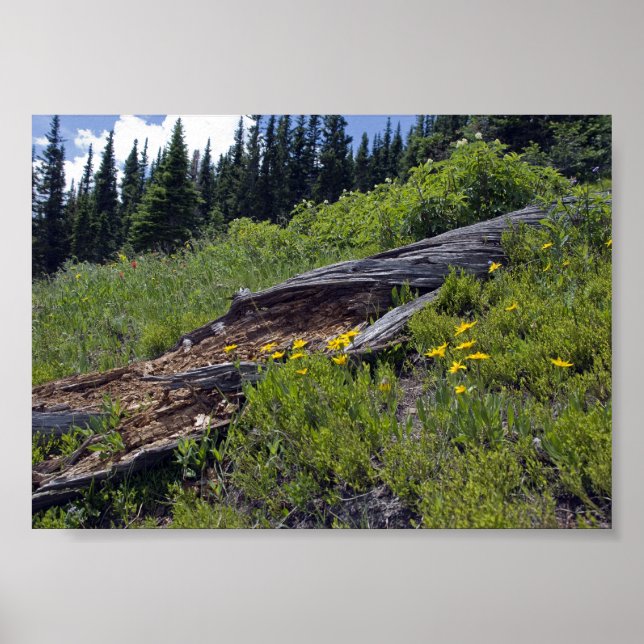 Póster Árvore Caída e Flores Silvestres da Montanha (Frente)