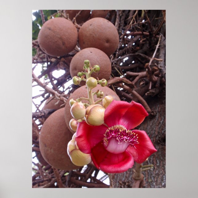 Póster Árvore Canonball (Frente)