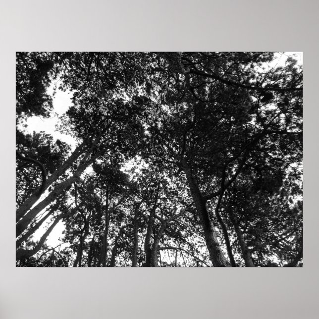 Póster Árvore Canopy, Bute Park, Cardiff (Frente)