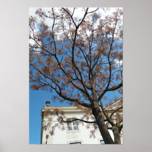 Poster Árvore Chinaberry em Lisboa