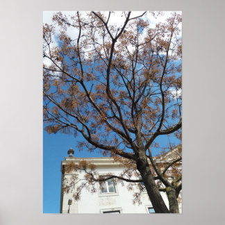 Poster Árvore Chinaberry em Lisboa