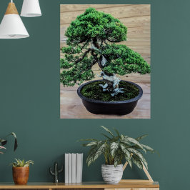 Poster Árvore Chinesa de Bonsai