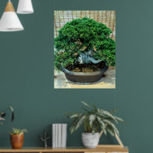 Árvore Chinesa de Bonsai