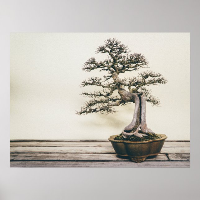 Poster Árvore chinesa de Elm Bonsai no inverno (Frente)