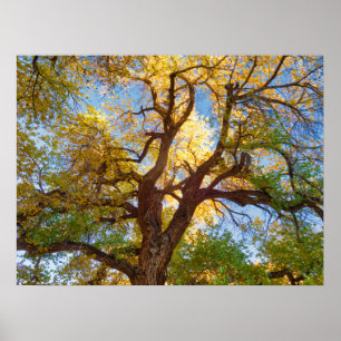 Poster Árvore Cottonwood   Parque Nacional Capitol Reef, 