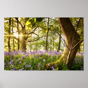 Poster Árvore curvada na floresta do bluebell