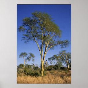 Póster Árvore da Febre (Acacia Xanthophloea), Punda Maria