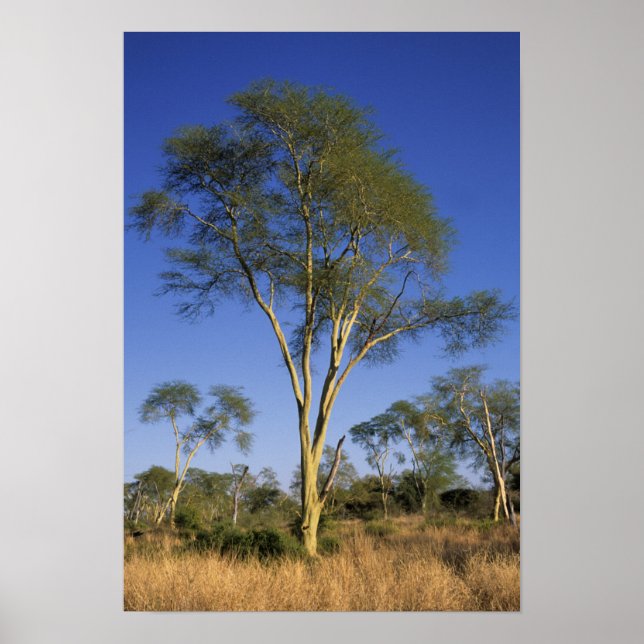 Póster Árvore da Febre (Acacia Xanthophloea), Punda Maria (Frente)