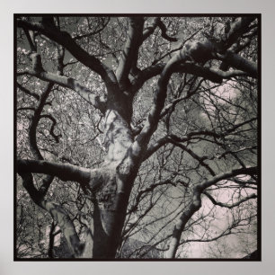 Poster Árvore da magnólia