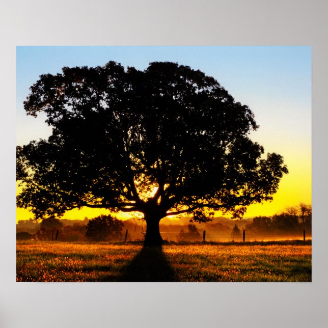 Póster Árvore da Manhã (Frente)