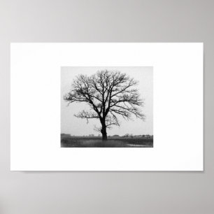 Poster Árvore da morte