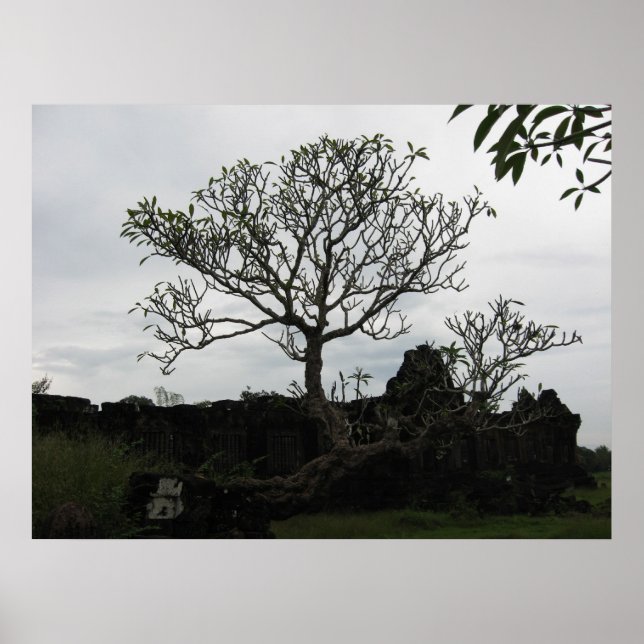 Póster Árvore da Tailândia (Frente)