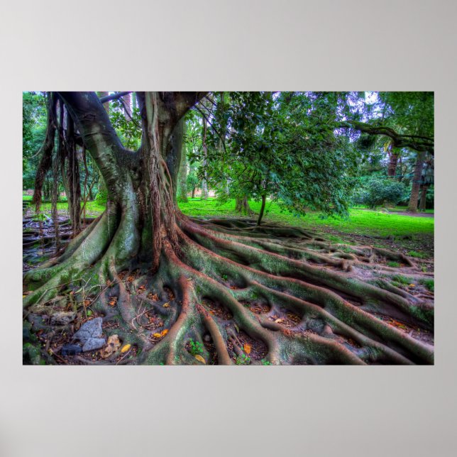 Poster Árvore Da Vida (Frente)