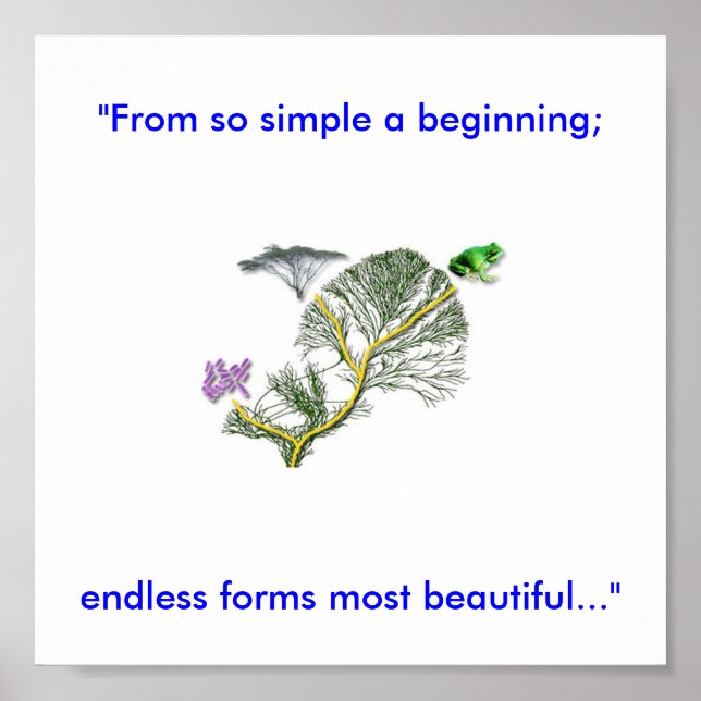 Póster Árvore da Vida (Frente)