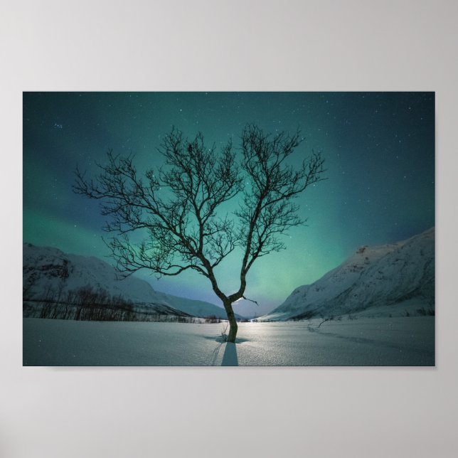 Poster Árvore das luzes do norte (Frente)