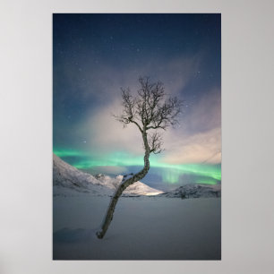 Poster Árvore das luzes do norte