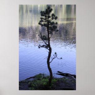Poster Árvore das reflexões