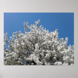 Poster Árvore de abacaxi de primavera Snow em Sangue