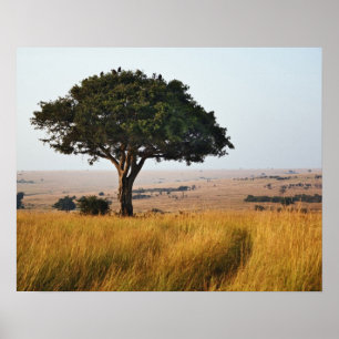 Poster Árvore de acácia solitária em planícies gramadas,