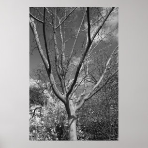 Póster Árvore de adoração de Sun