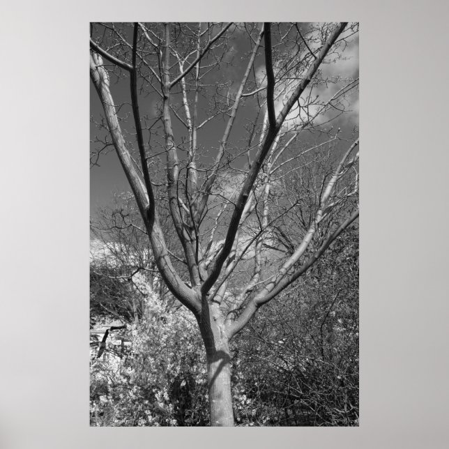 Póster Árvore de Agronamento Sun (Frente)