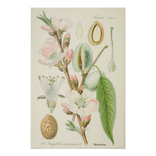 Póster Árvore de amêndoa, Amygdalus communis,