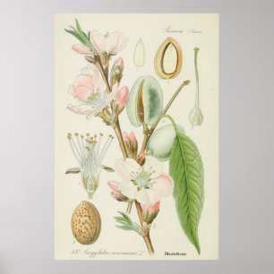 Póster Árvore de amêndoa, Amygdalus communis,