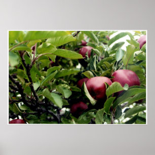 Póster Árvore de Apple l