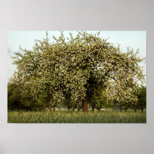 Póster Árvore de Apple na flor