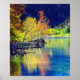 Poster Árvore de Aspen no outono refletindo no Lago Grant