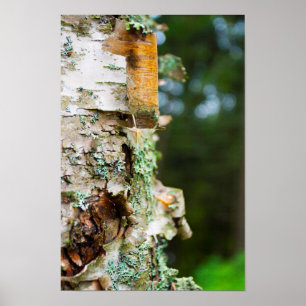 Póster Árvore de aves de descasca, Maine