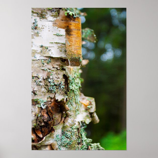 Póster Árvore de aves de descasca, Maine (Frente)