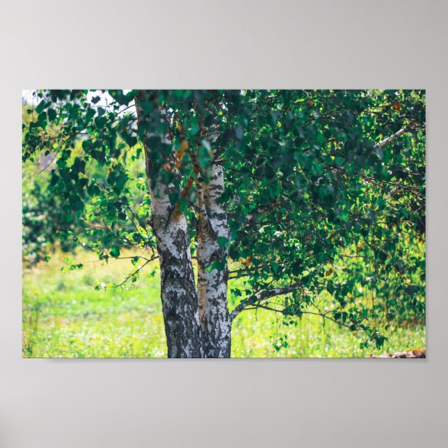 Poster Árvore de Baiçal Verde Deixa Natureza (Frente)