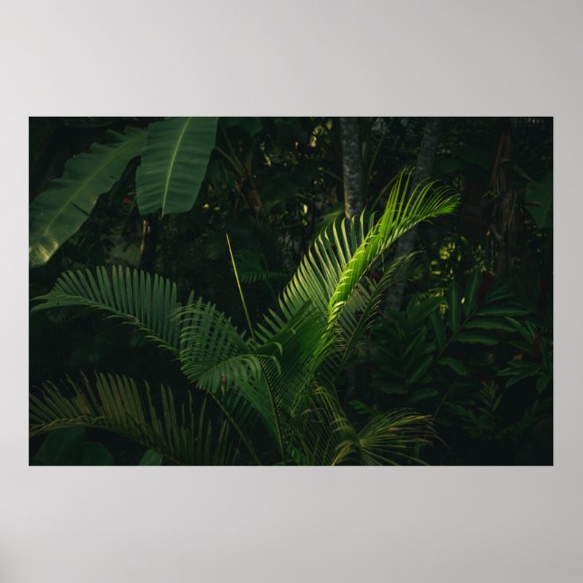 POSTER ÁRVORE DE BANANA VERDE DURANTE O DIA (Frente)