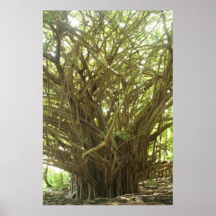 Póster Árvore de Banyan