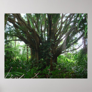 Póster Árvore de Banyan