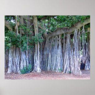 Poster Árvore de Banyan