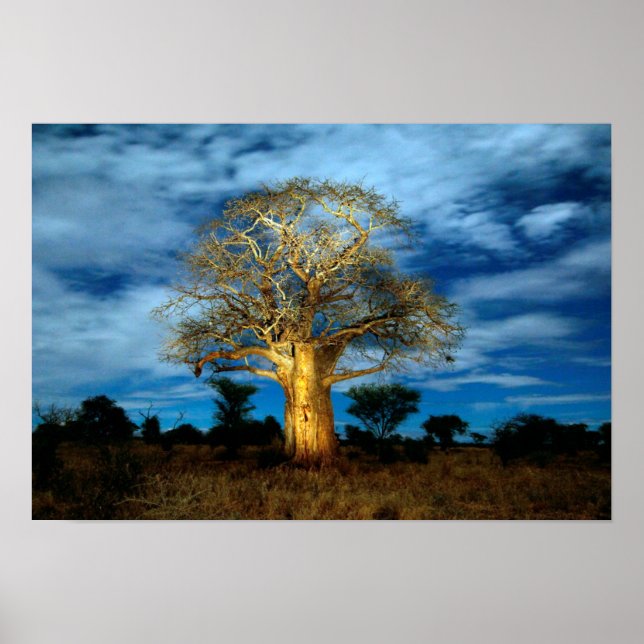 Poster Árvore De Baobá (Adansonia) Acende-Se Pela Lua (Frente)