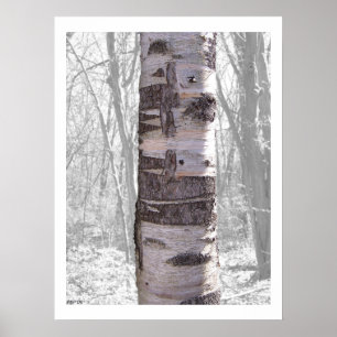 Póster Árvore de Birch