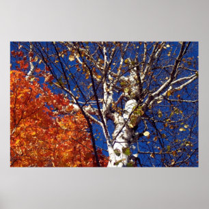 Poster Árvore de Birch Superior