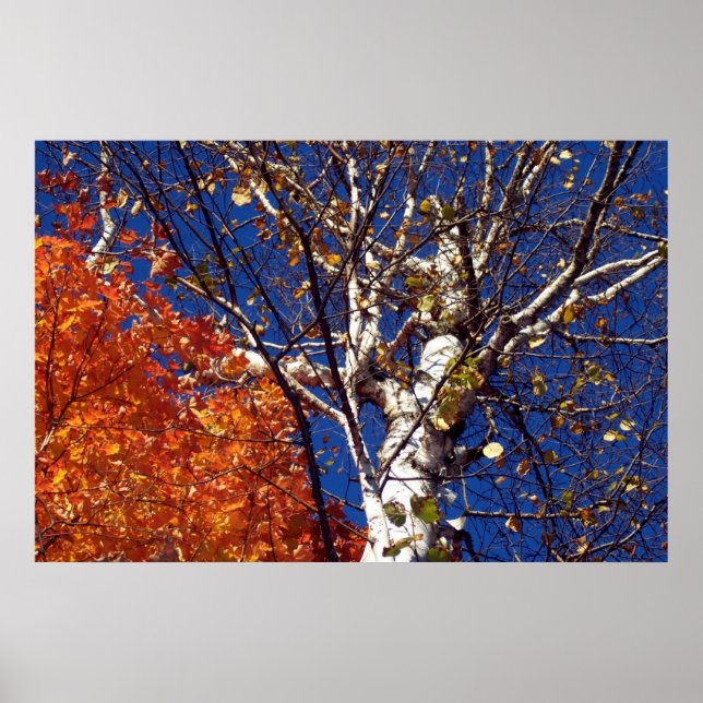 Poster Árvore de Birch Superior (Frente)