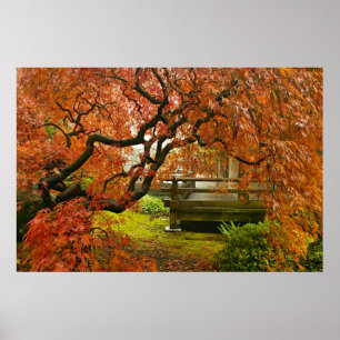 Poster Árvore de bordo atada vermelho no jardim japonês