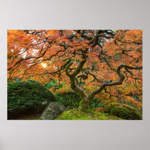 Poster Árvore de bordo nos jardins japoneses no outono