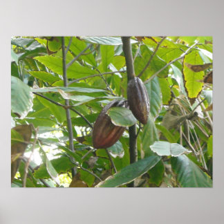 Póster Árvore de Cacau