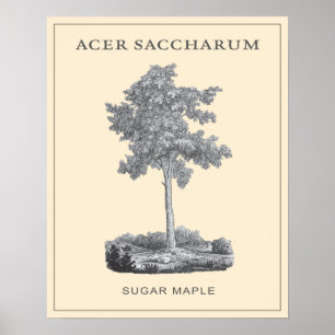 Poster Árvore de carapaça de açúcar com ilustração de saf