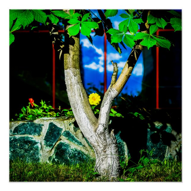 Póster Árvore de castanha (Frente)