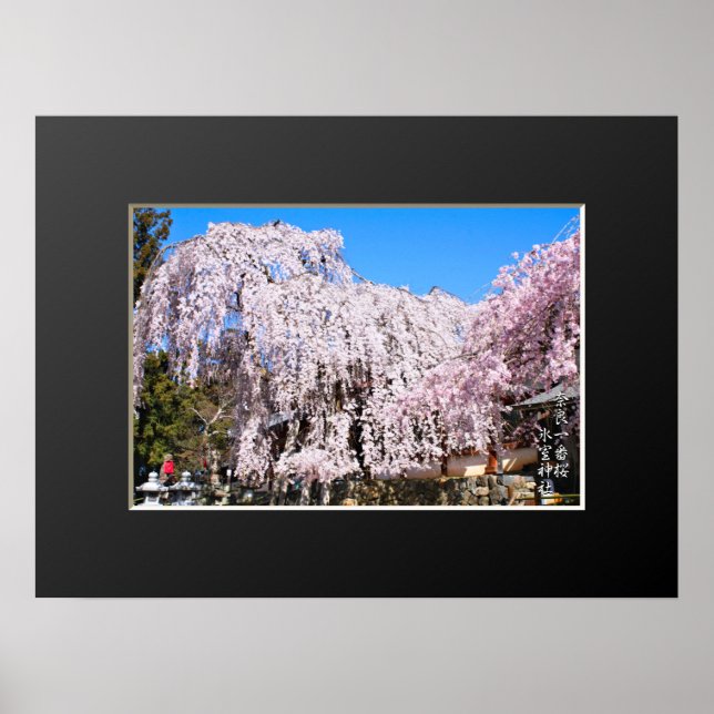 Poster Árvore de cereja ("Nara Ichiban-Zakura") (Frente)