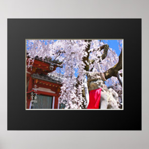 Poster Árvore de cerejeira chorona ("Nara Ichiban-Zakura"